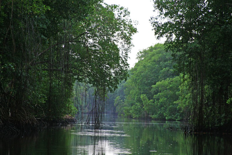 Caroni Swamp 