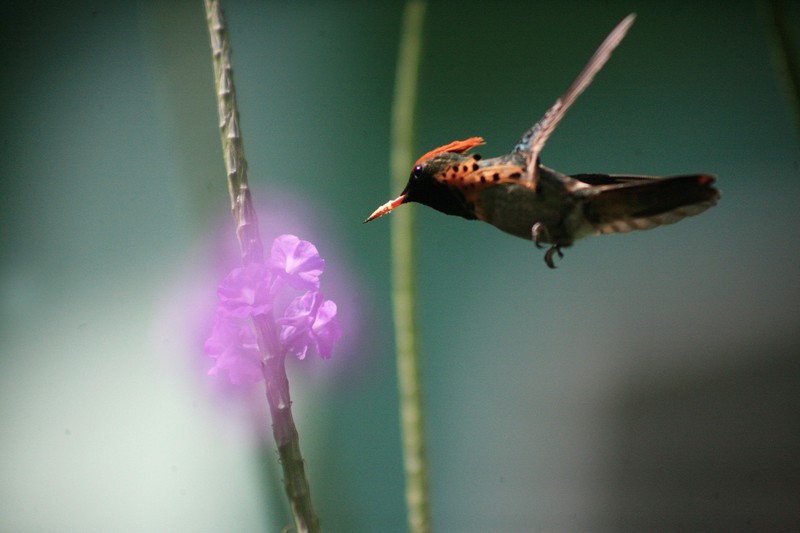 The beautiful Tufted Coquette