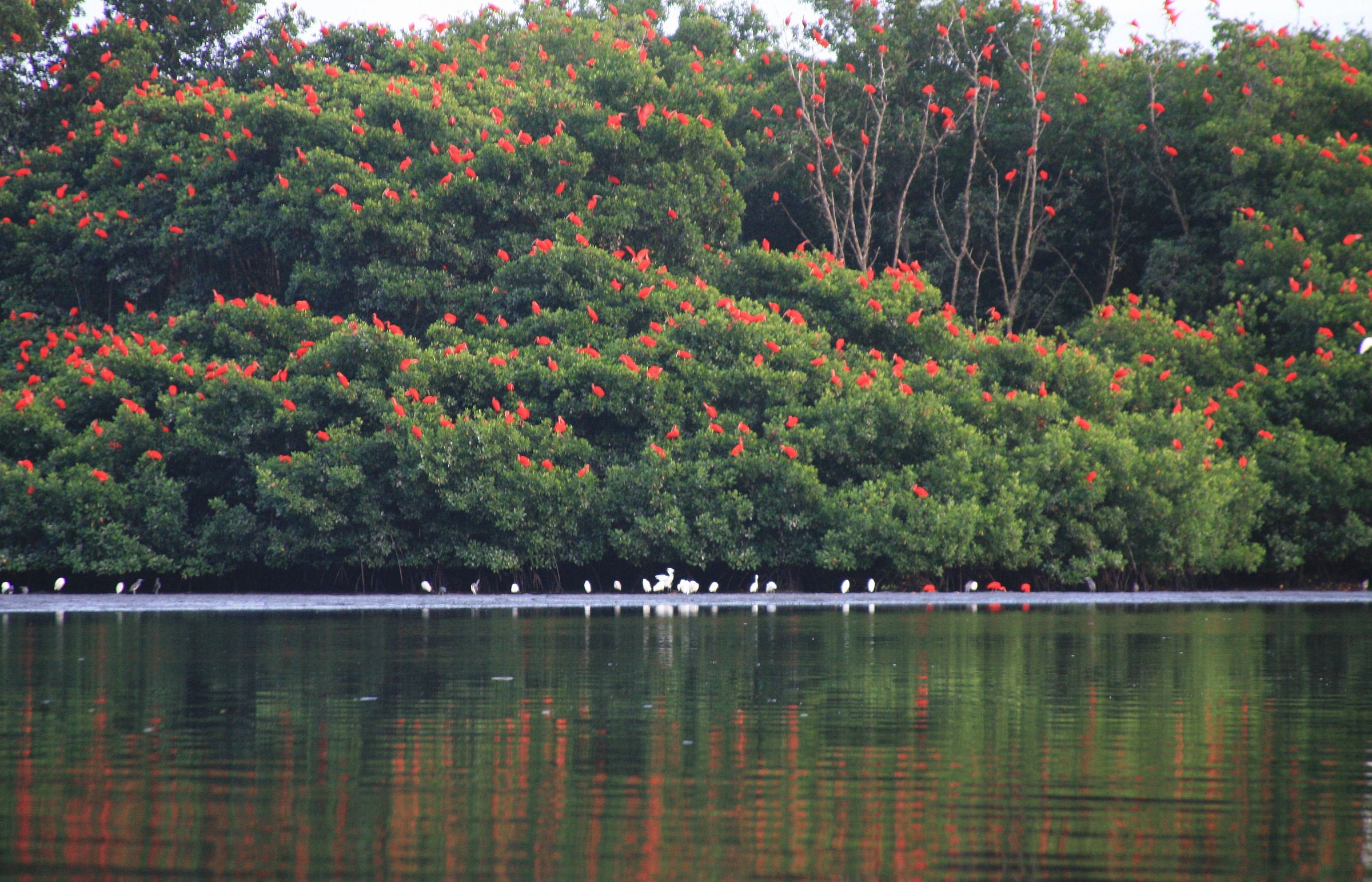 Scarlet Ibis roost at Caroni Swamp | Photo