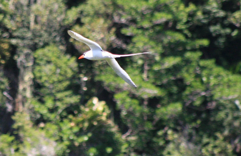 The Red-billed Tropicbird