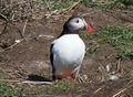 Ahh! The one and only Puffin.