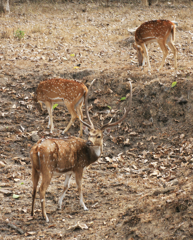 In Bandipur National Park