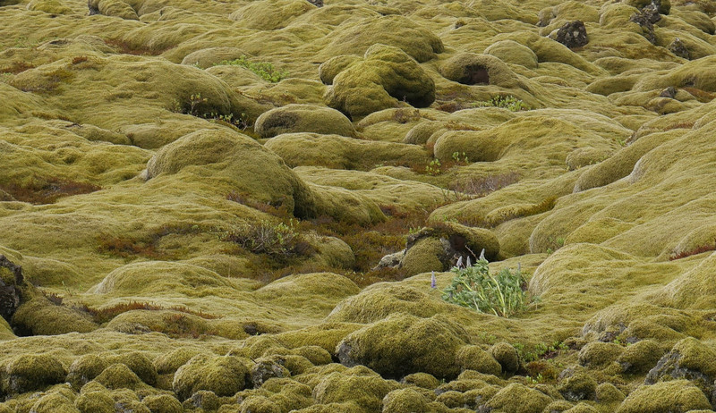 Moss on lava | Photo