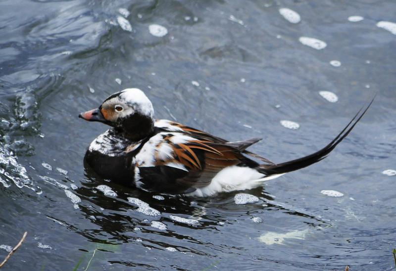 Long tailed duck 