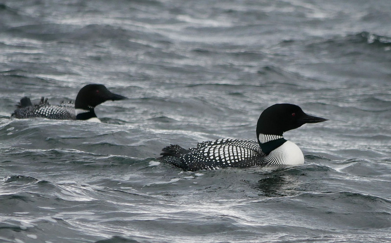 Great Northern Diver (Loon)