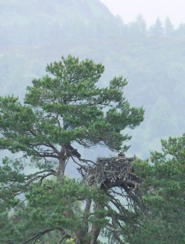 Nesting Osprey at Loch of the Lowes