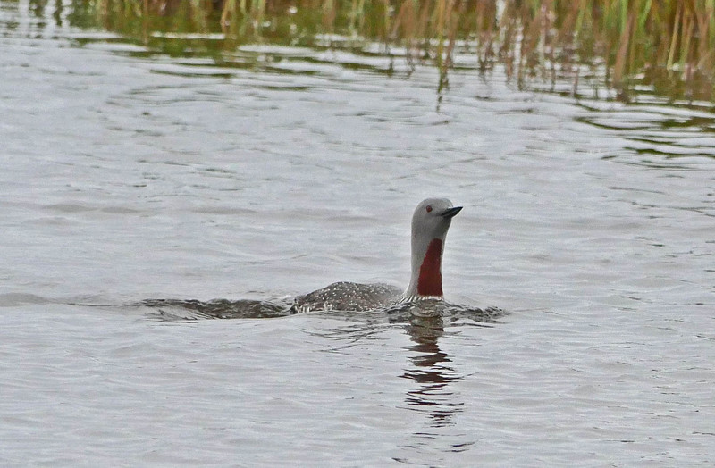 The magnificent Red throated diver