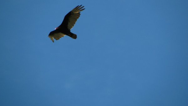 close up of hawk gliding in air