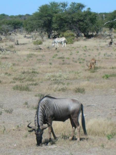 oryx, zebra, springbok