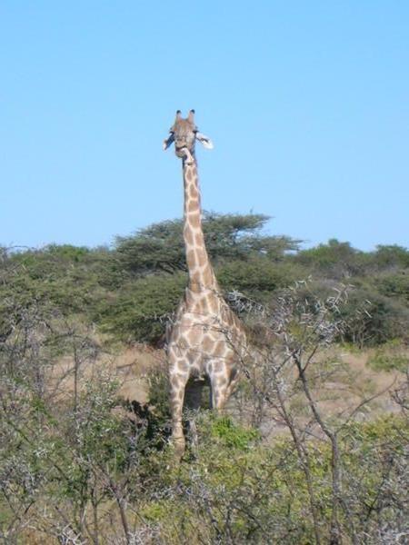 giraffe chewing on bone