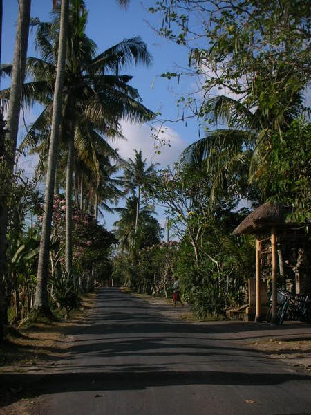 tree lined street outside of ubud