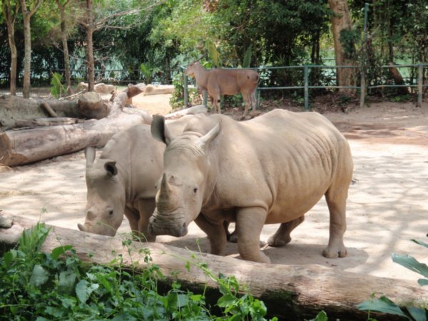 Mr and Mrs Rhino