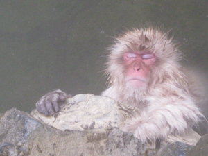 Monkey chillin in the hot tub