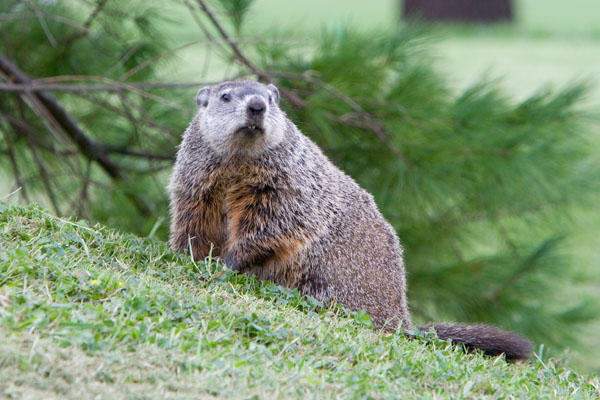 Marmot aka groundhog or woodchuck