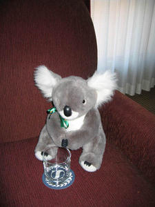 Kevin the Koala living it up at the Sheraton