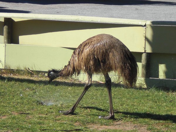 Emu