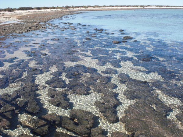 Stromatalites