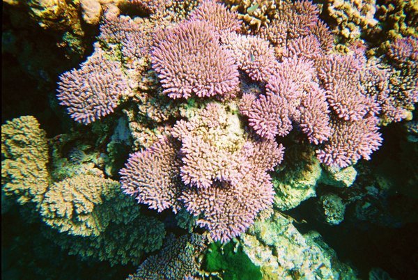 Coral galore