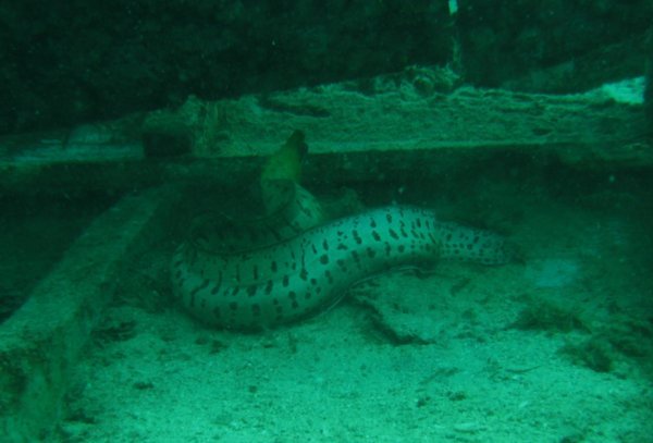 Moray in a wreck