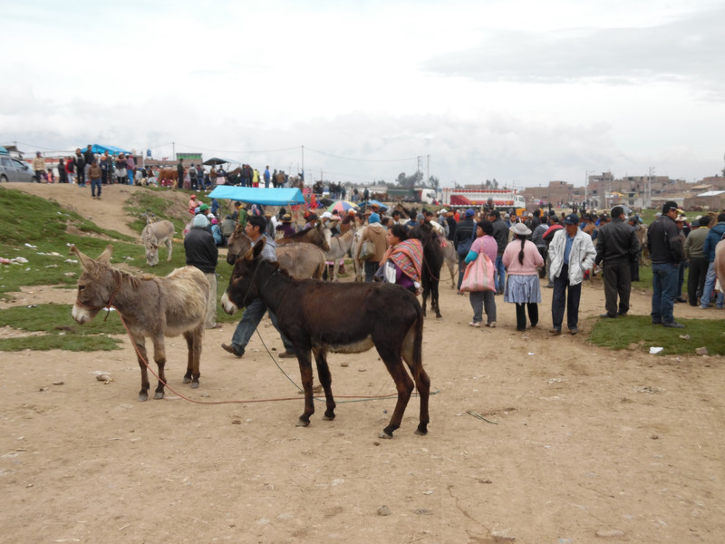 Sunday morning animal market Huancayo