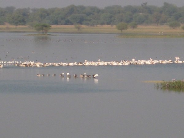 Pelicans and geese