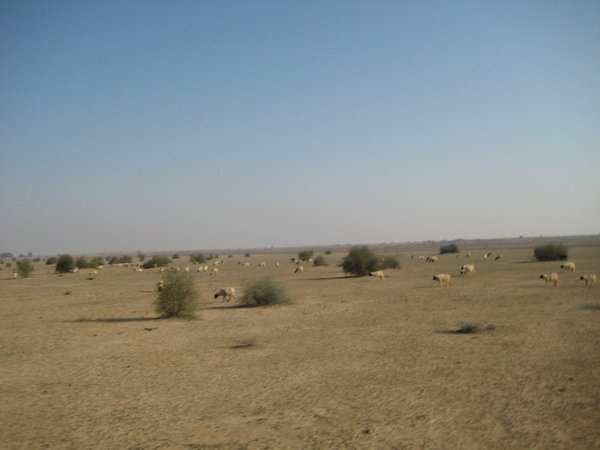 Desert sheep