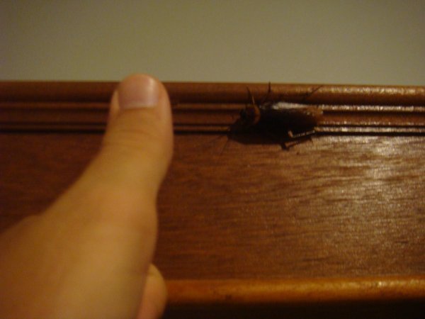 Baby cockroach in our room