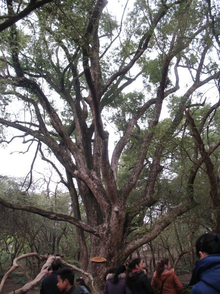 800 year old tree
