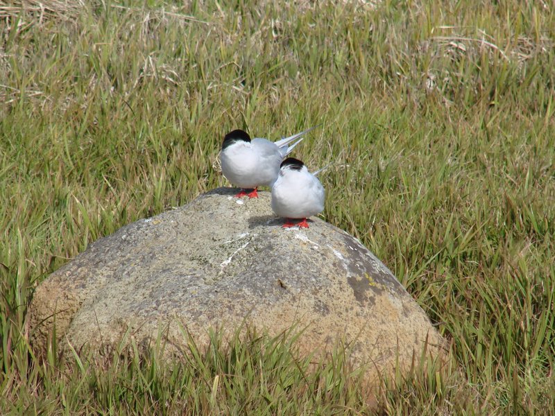The arctic tern