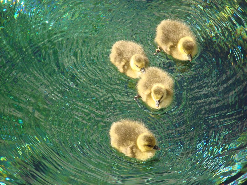 Geese chicks 
