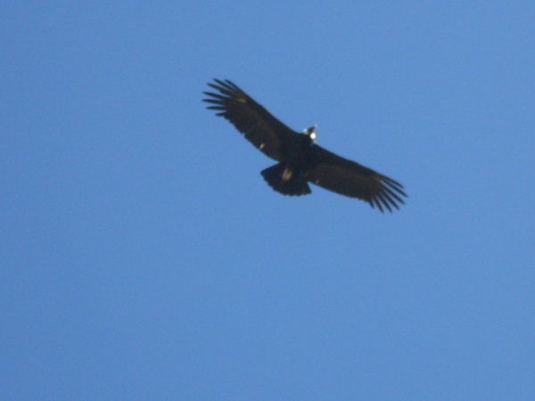 Flight of the Condor