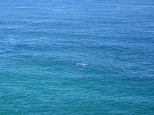 Humpback from Cape Byron