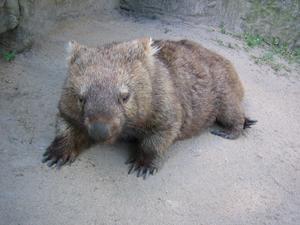 Minibus the Wombat