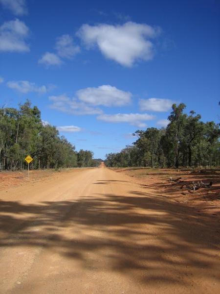 Outback dirt road through Eucalypts