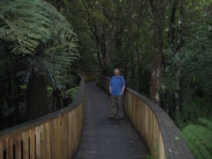 Board walk through Kauri trees