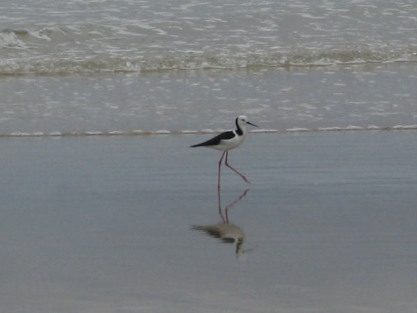 Seabird on Taupo Bay beach