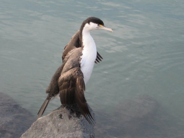Another Shag
