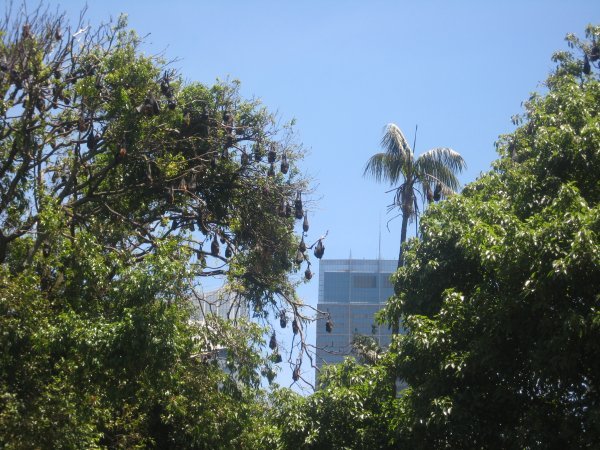 Wild Fruitbats in the city