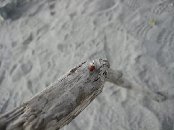 Hokitika Ladybug
