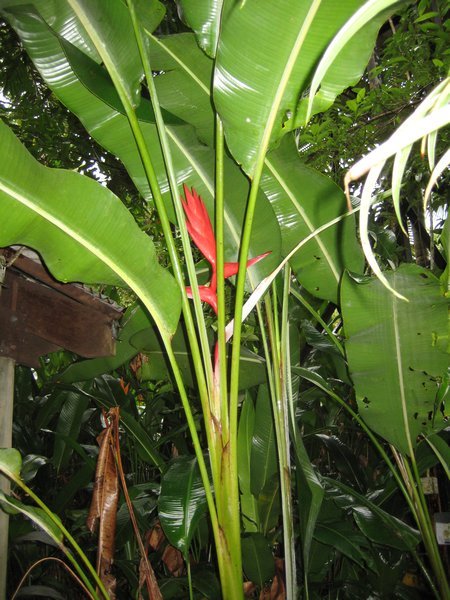 Rainforest plant