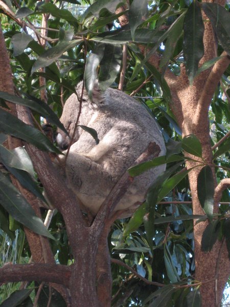 Koala doing what a Koala does