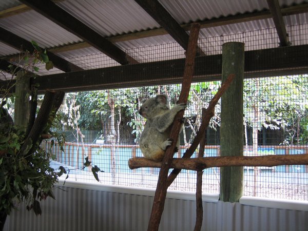 Rare conscious Koala