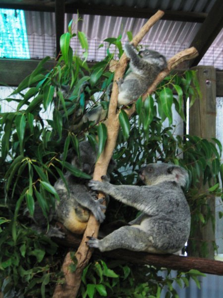 Koala Maternity Ward
