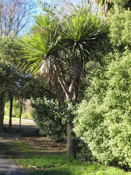More Cabbage Trees