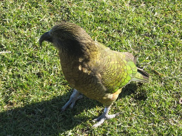 Kea again