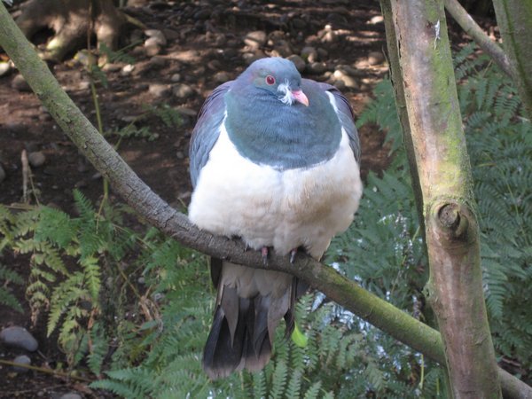 Keruru, the NZ Wood Pigeon