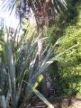 Cabbage Tree and Flax