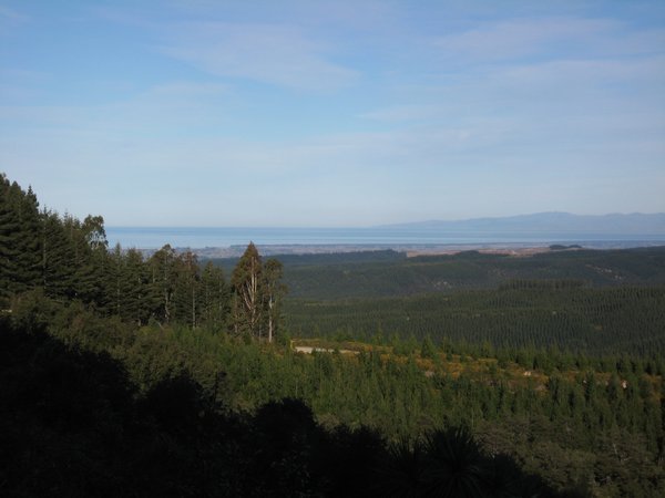 Forest view with Pacific Ocean