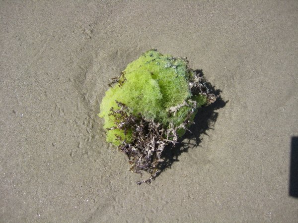 Sponge on Myall Beach
