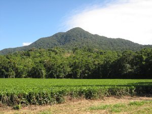 Daintree Tea Plantation